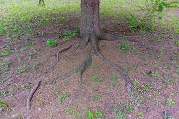 The protruding tops of the powerful roots of a spruce tree from the ground, which is strewn with...