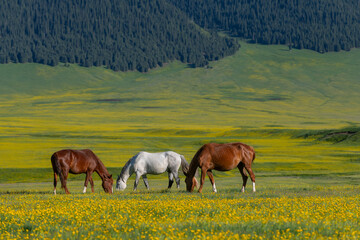Horses grazing on the picturesque high-mountain plateau of Asy in the Almaty region of southeastern...