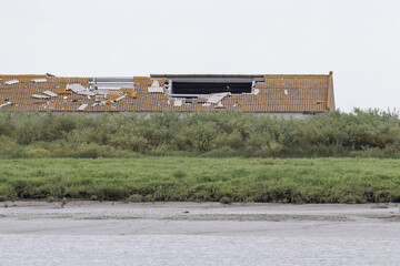 Obraz premium Damaged roof tiles on abandoned building by tagus river, lisbon