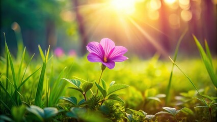 Fototapeta premium A delicate purple flower blooms in a lush green meadow with soft grass