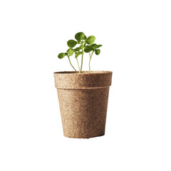 Fototapeta premium Tiny Sprout in a Sustainable Pot - Nature's Beauty isolated on white background