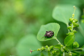 White-spotted Jewel Bug (Scutelleridae) or Paracritheus trimaculatus (Shield-backed Bug) on Green Leaf.