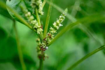 Ants Farming Aphids for Honeydew on Green Plant Stem.