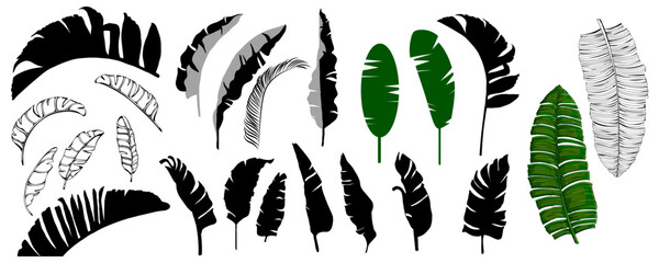 Versatile vector set of banana leaves in various styles including outline, silhouette, cartoon, and realistic. Ideal for botanical design, branding, tropical prints, and packaging © yuliana_s