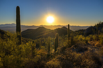 Sun sets behind a dense landscape of saguaro cacti at King Canyon Trailhead in Saguaro National...
