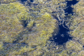 Green algae blooming and covering pond surface, creating environmental issues