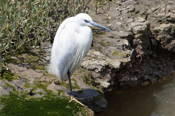 Little egret standing on one leg by the river