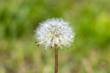 Fototapeta premium Dandelion showing white fluffy seed head with green background
