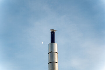 Seagull on a Pole