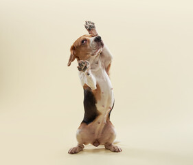 A beagle leaps into the air, ears flopping and paws extended. The light-colored backdrop enhances the sense of movement.