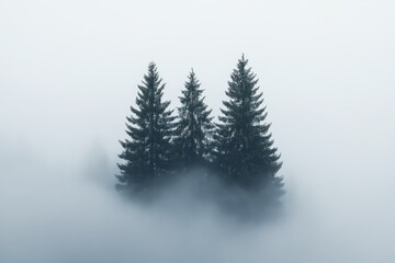 Fototapeta premium Mystical Trees in Fog: Majestic trees rise out of a sea of ethereal fog, creating a moody and atmospheric landscape that evokes a sense of mystery and serenity. 