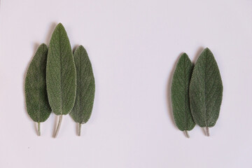 Fresh green sage leaves, for culinary, herbal, or natural wellness uses. Salvia officinalis