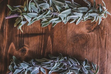 Fresh green sage leaves, for culinary, herbal, or natural wellness uses. Salvia officinalis