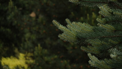 Młode, zielone pędy sosny  © tomo81