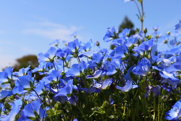 Blue Nemophila Flowers in Full Bloom