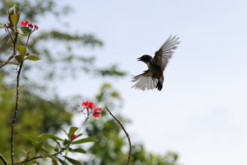 Scarlet-backed Flowerpecker bird (Dicaeum cruentatum) in mid-flight, with wings outstretched,...