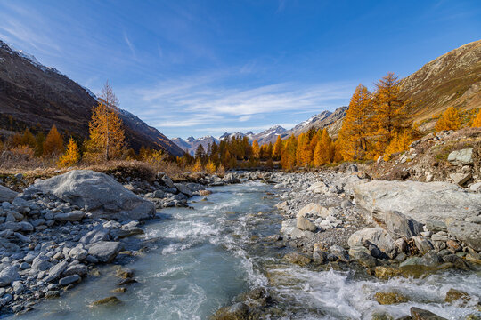 Lonza river in Loetschental valley, surrounded by autumnal larch trees with the Long Glacier st the background, Village Blatten, Valais, Switzerland