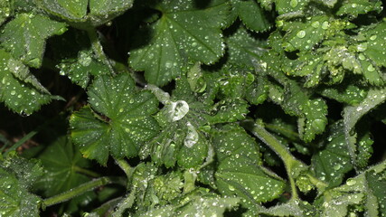 green leaf with water drops