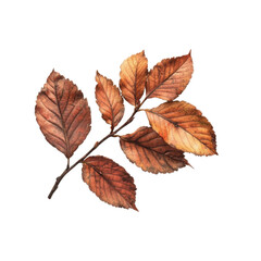 Obraz premium Autumn Leaves: A Detailed View of Nature's Beauty isolated on white background