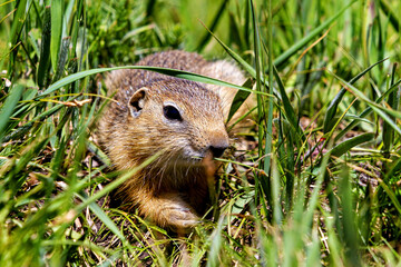 A  gopher in the grassland of mongolia