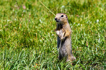 A  gopher in the grassland of mongolia