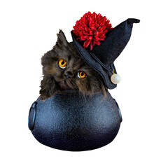 a cute baby black cat wearing a witch hat in a cauldron isolated transparent png 