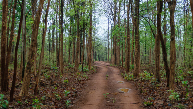 Photo of the Tadoba Andhari Tiger Reserve visit in the summer
