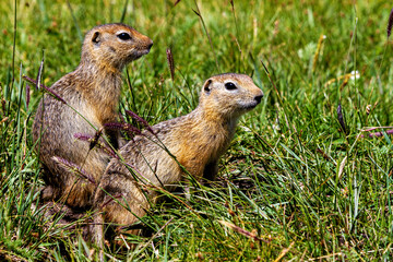 A  gopher in the grassland of mongolia
