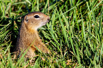 A  gopher in the grassland of mongolia