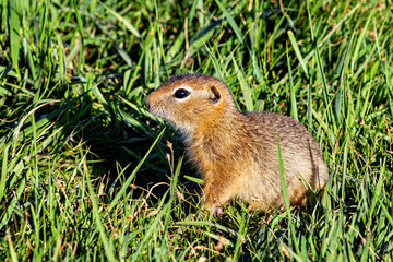 A  gopher in the grassland of mongolia