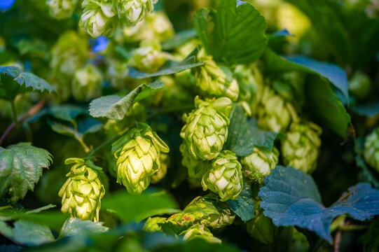 Use brewing techniques to extract aromas from hops and essential oils. Explore the use of phenols, flavonoids and other natural ingredients in baking and confectionery products.