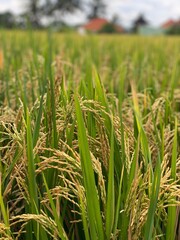 green rice field