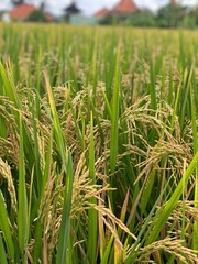 rice field in Malaysia 