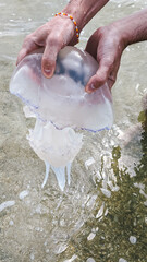 Person holding jellyfish in shallow water, closeup view, marine life exploration.