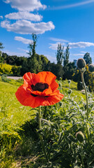 Bright red poppy flower in green field, blue sky with clouds. Botanical close-up.