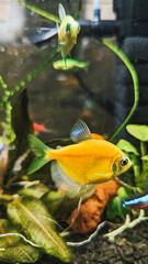 Colorful tropical fish swimming in a vibrant aquarium filled with aquatic plants and rocks.