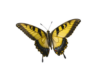 Fototapeta premium Yellow swallowtail butterfly mid-air, clear background.