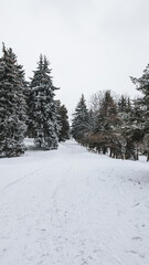 Snowy pathway lined with coniferous trees, winter landscape, overcast sky.