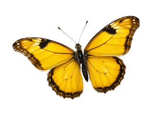 Obraz premium Vivid yellow butterfly soaring, isolated.