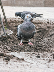 Pigeon bird searching dirt for food, urban environment, foreground focus.