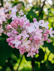Blooming lilac flowers close-up with soft pink petals and green leaves.
