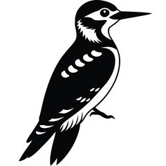 Obraz premium woodpecjer vector