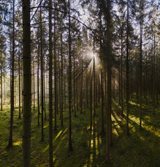 forest in the morning