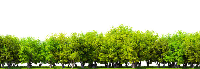 Row of trees isolated on transparent background. 3D rendering illustration