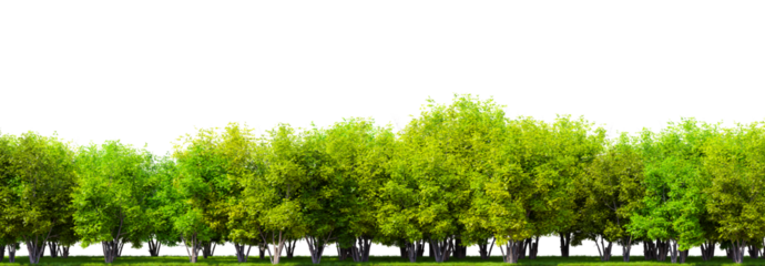 Row of trees isolated on transparent background. 3D rendering illustration