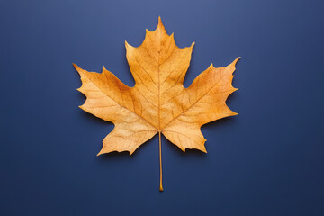 Fototapeta premium Single dried maple leaf on blue background highlighting autumn season and natural botanical beauty for seasonal design concepts