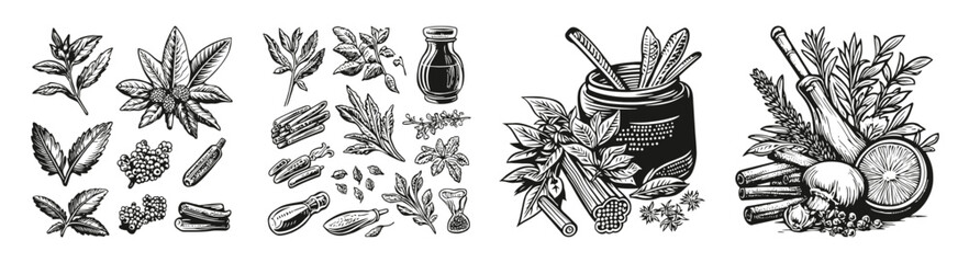 Vintage Illustrations of Culinary Herbs and Spices for Cooking, vector illustration, engraving design, logo design set, black and white line
