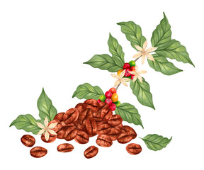 Coffee beans and branch with berries, flowers of coffee tree. Watercolor botanical illustration. Hand drawn isolated art. For packaging, cookbook, menu, cafe. Aroma of Robusta, Arabica varieties