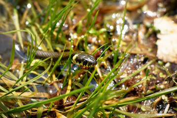 Snake Amongst Vibrant Green Grass Near a Serene Wetland Area
