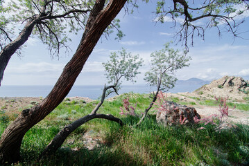 Serene Coastal Landscape with Vibrant Trees and Clear Blue Sky..